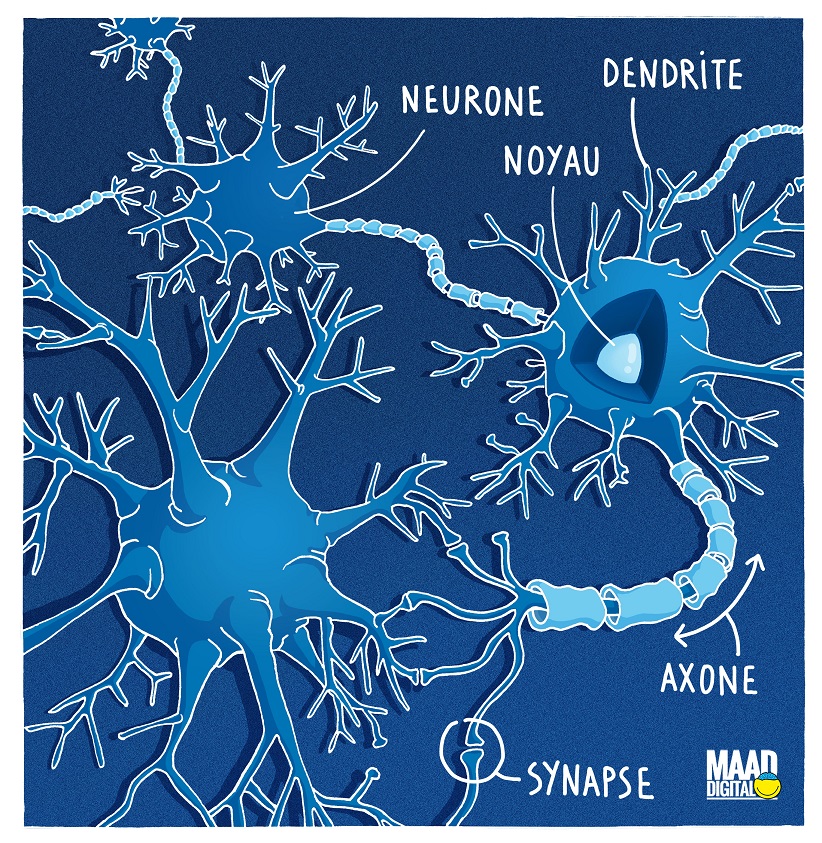 Neurone, axone, dendrite, synapse