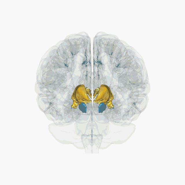Cerveau en 3D - en jaune : le système thalamique - en bleu : la substance noire