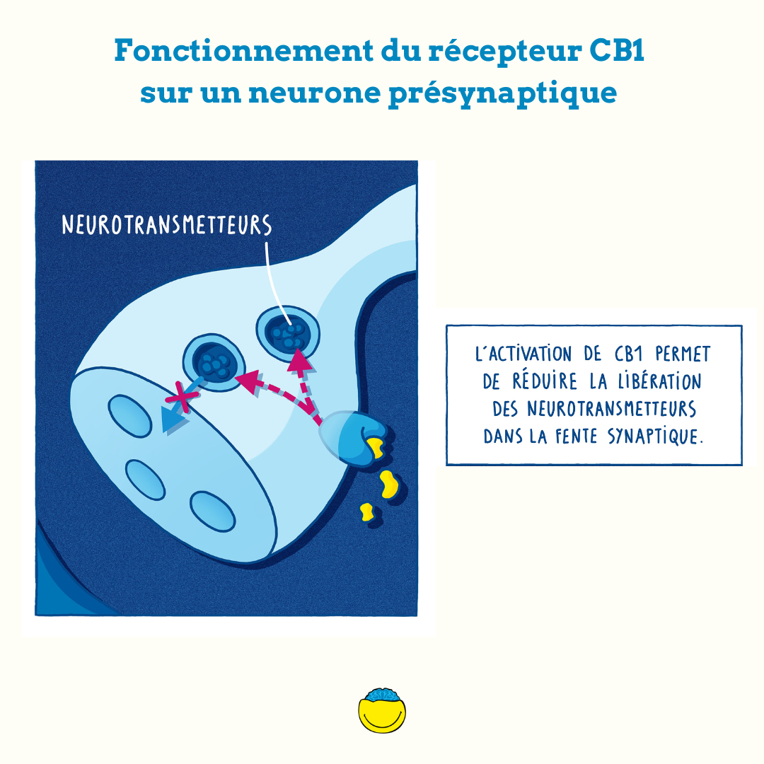 Fonctionnement du récepteur CB1 sur un neurone présynaptique