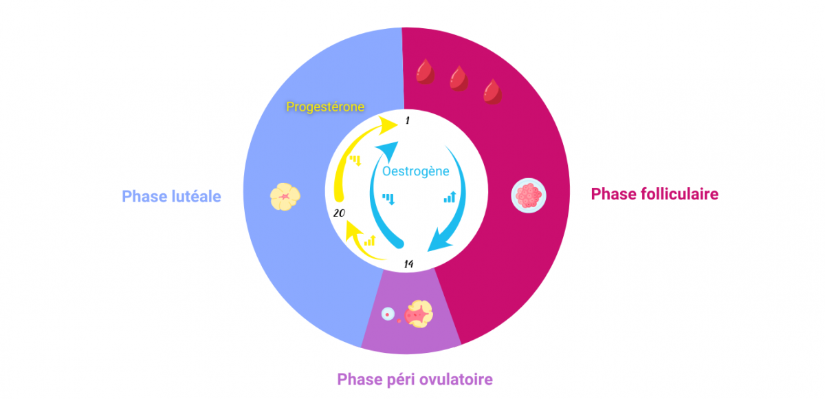 Variations hormonales pendant le cycle menstruel