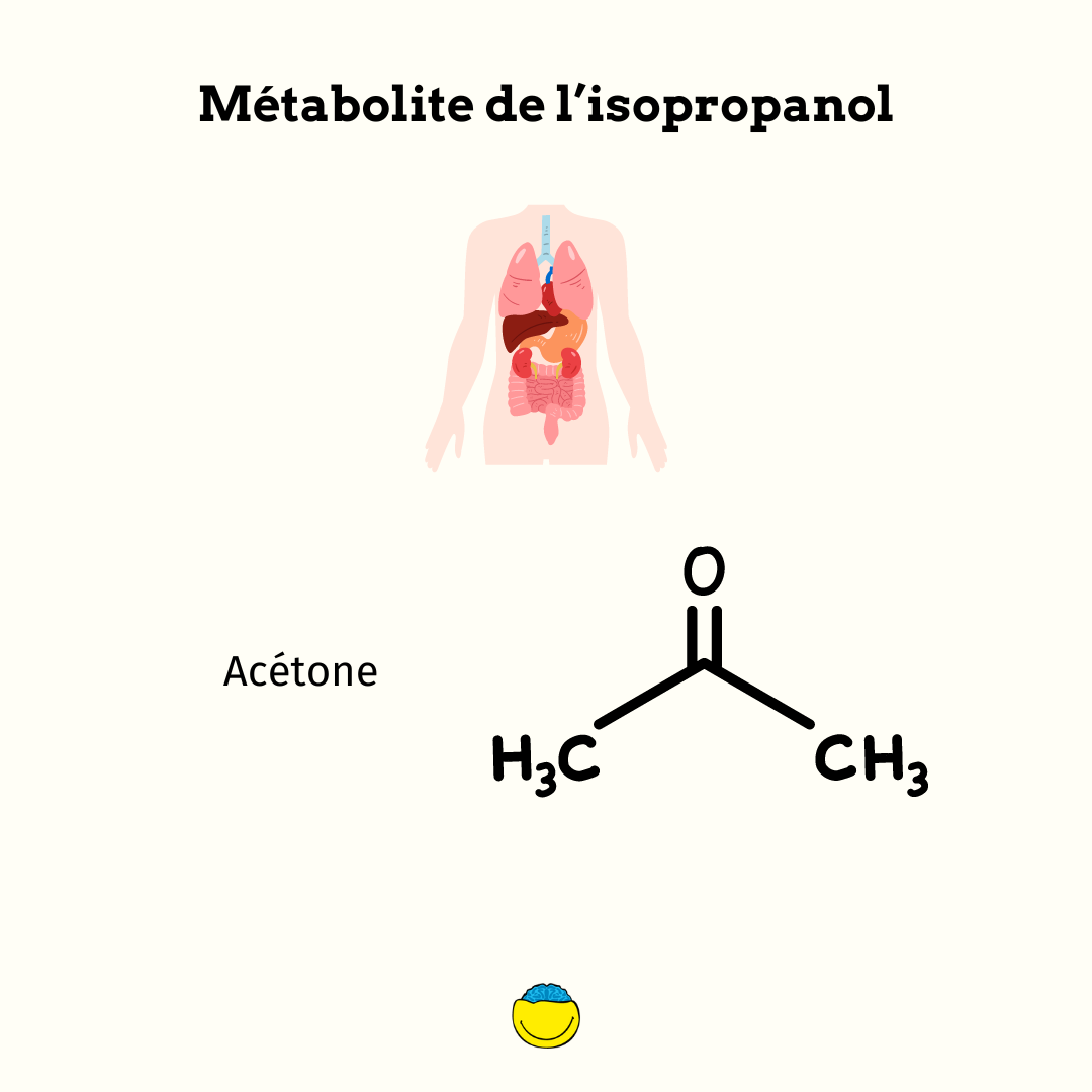 Acetone, metabolite de l'isopropanol