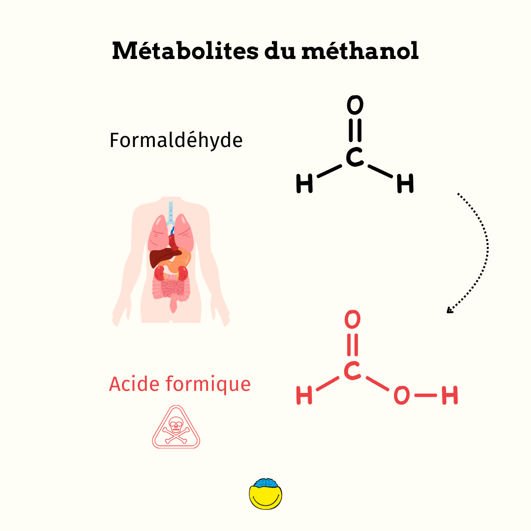 Métabolisme du méthanol