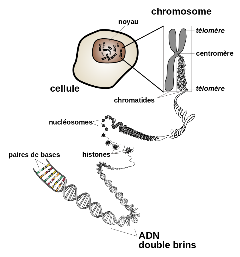 Description de la structure d'un chromosome - https://commons.wikimedia.org/wiki/File:Chromosome_fr.svg