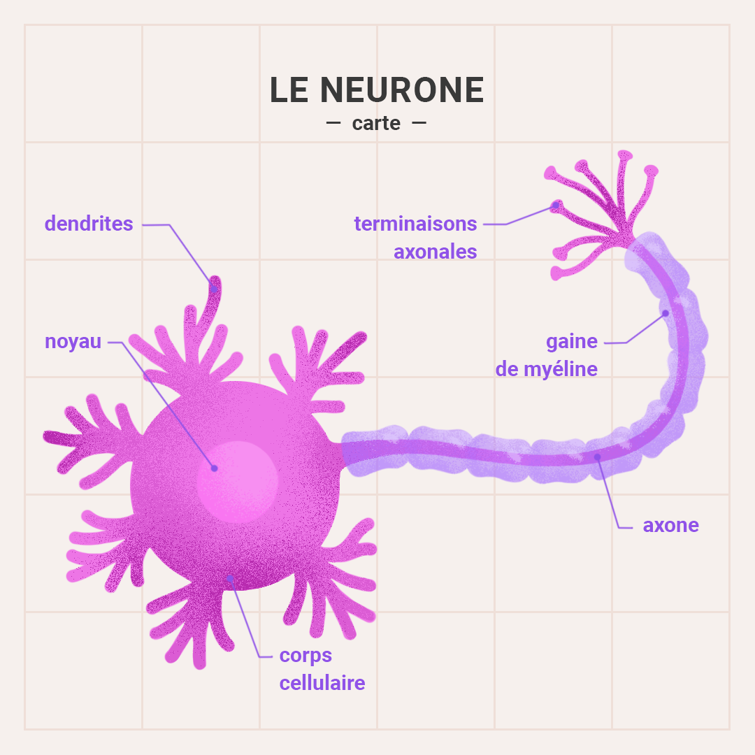 Le neurone