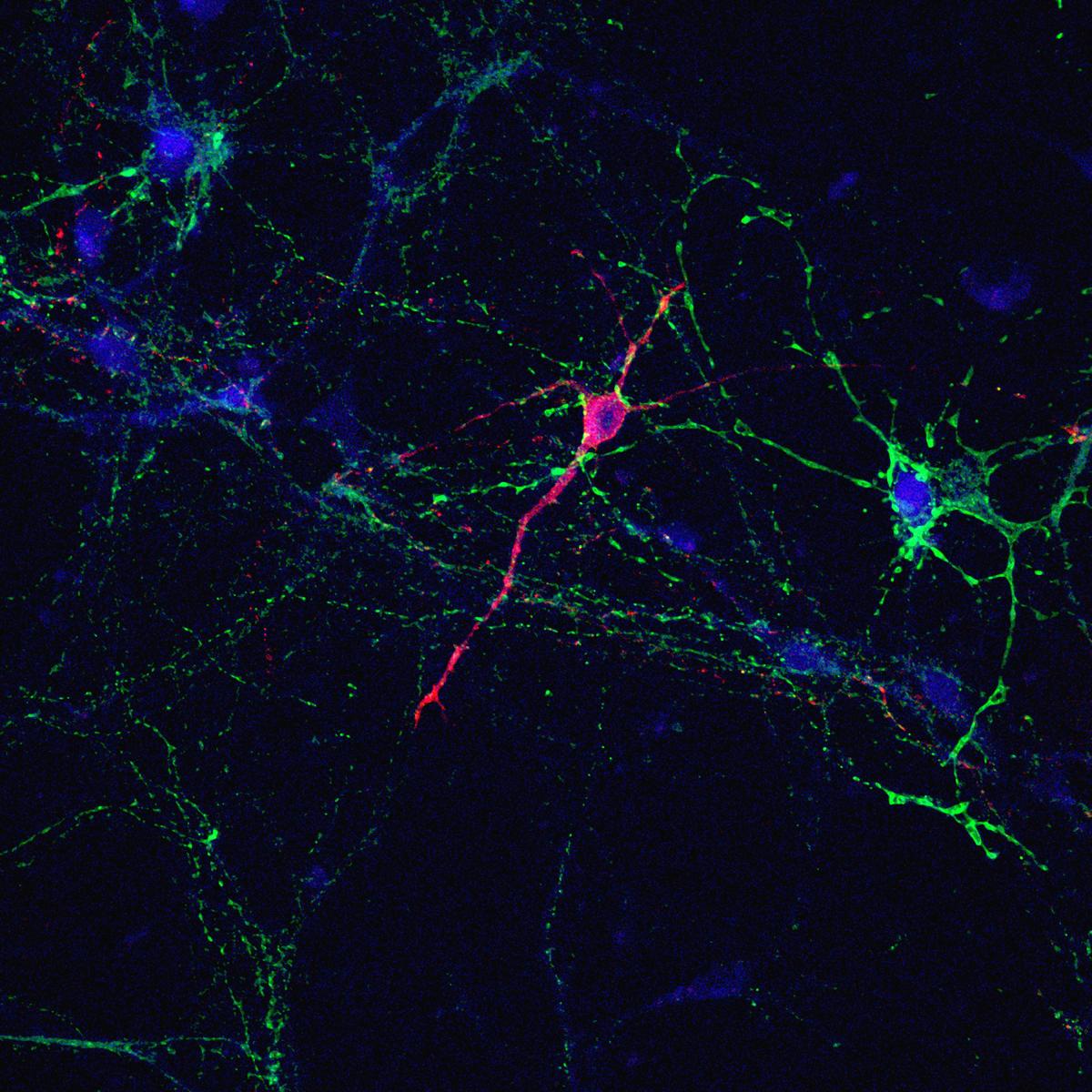 Neurones dopaminergiques