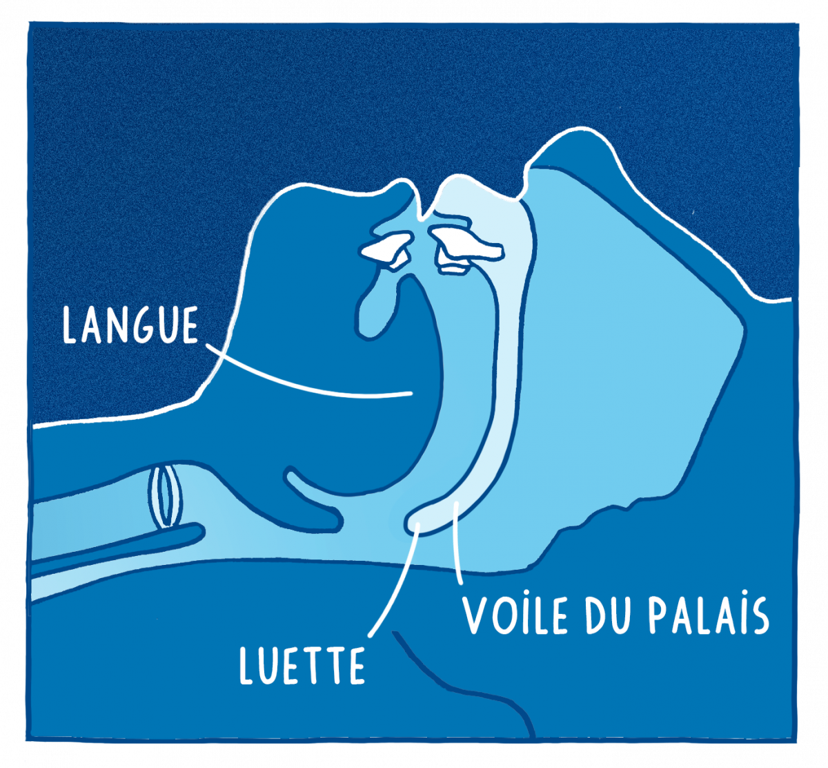 anatomie palais langue